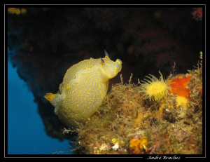 hypselodoris picta à Portofino by André Bruchez 